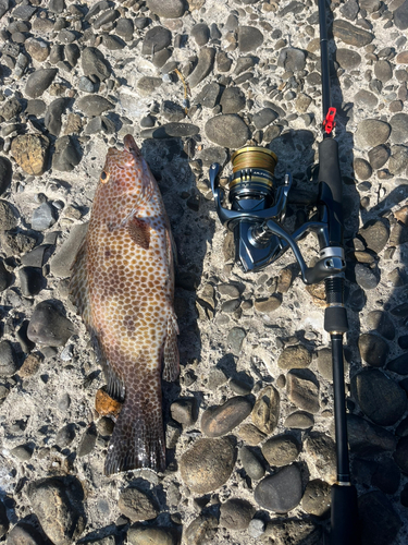 オオモンハタの釣果