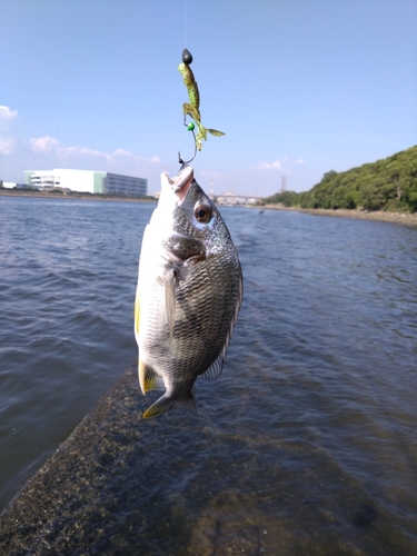 キビレの釣果