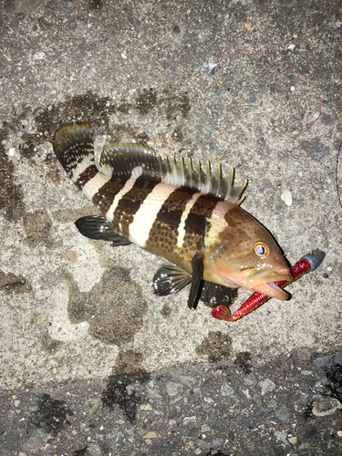 アオハタの釣果