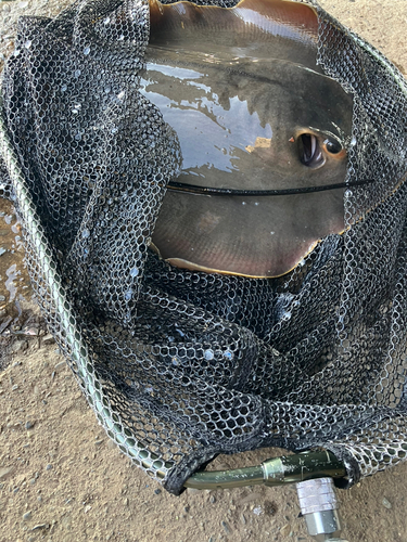 アカエイの釣果