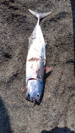 ソウダガツオの釣果