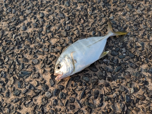 メッキの釣果