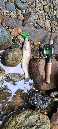 イワナの釣果