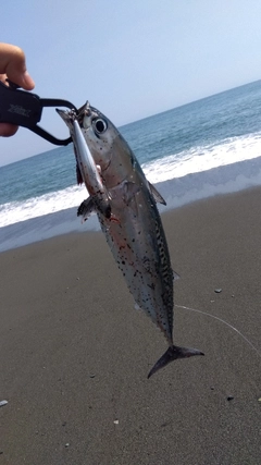 ソウダガツオの釣果