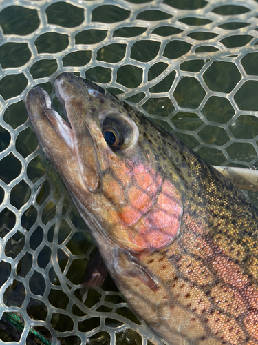 ニジマスの釣果