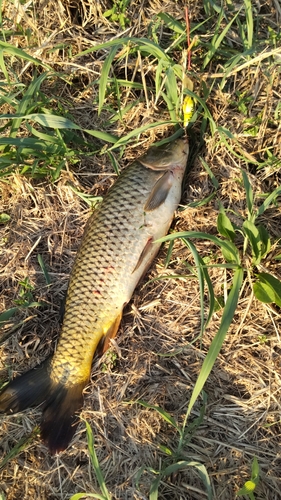 コイの釣果