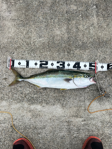 イナダの釣果