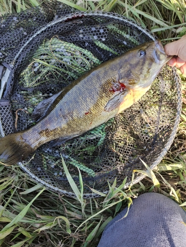 スモールマウスバスの釣果