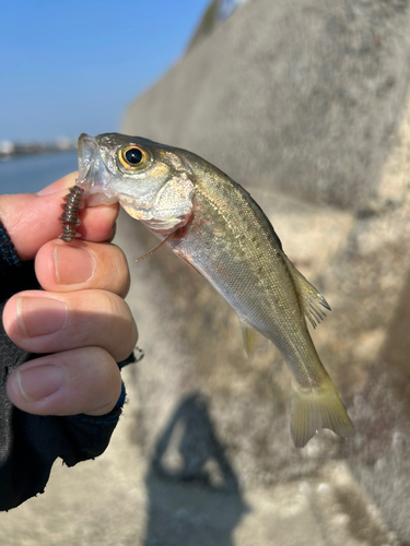 セイゴ（ヒラスズキ）の釣果