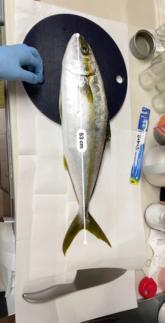 ヒラマサの釣果