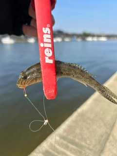 マハゼの釣果