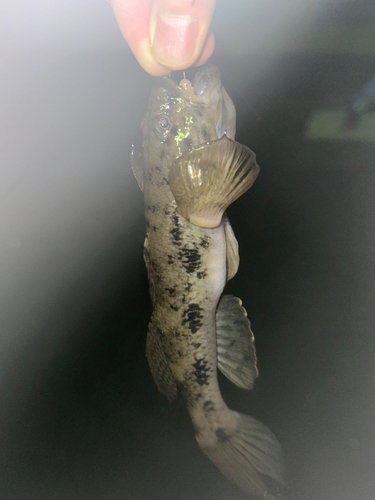 ウロハゼの釣果