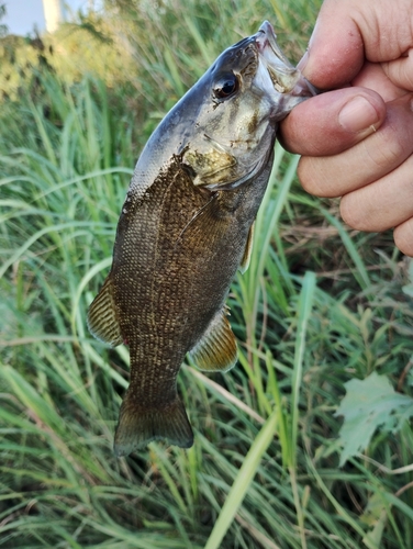 スモールマウスバスの釣果