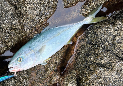 ワカシの釣果