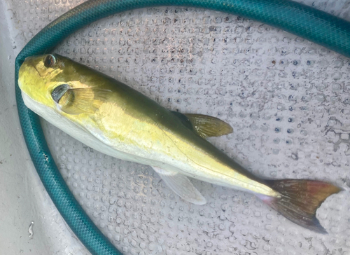 シロサバフグの釣果