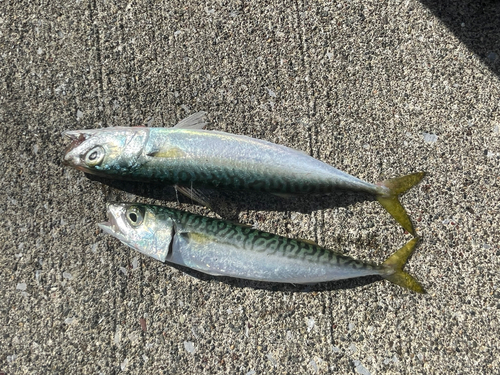 サバの釣果