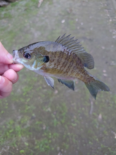 ブルーギルの釣果