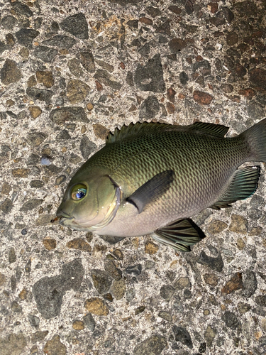 グレの釣果