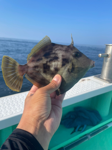 カワハギの釣果