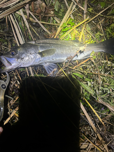 スズキの釣果