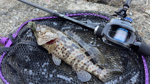 チャイロマルハタの釣果