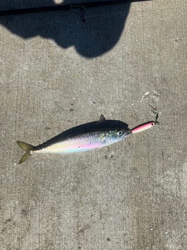 サバの釣果