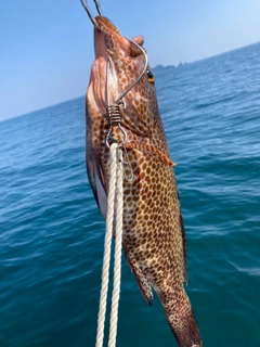 オオモンハタの釣果