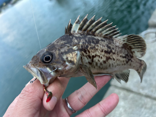 クロソイの釣果