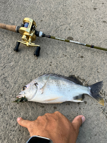 キビレの釣果