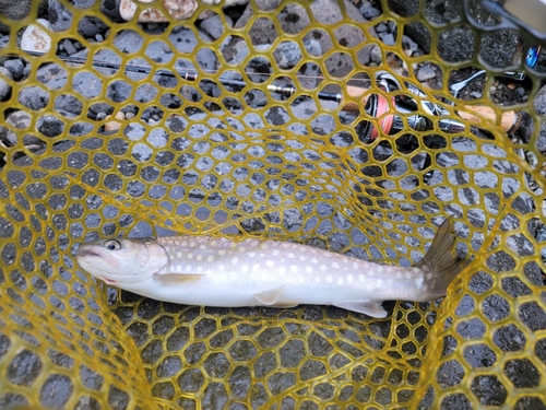 アメマスの釣果