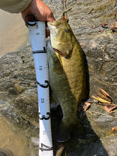 スモールマウスバスの釣果