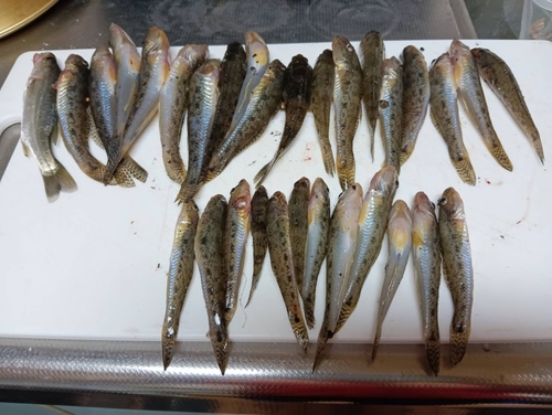 マハゼの釣果