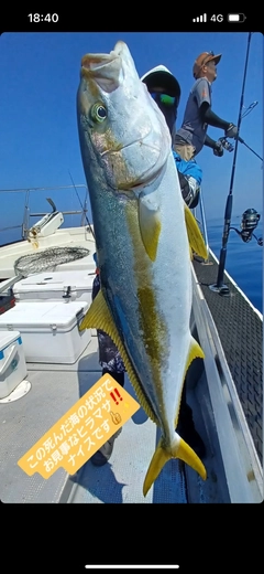 ヒラマサの釣果