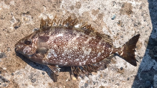 アイゴの釣果