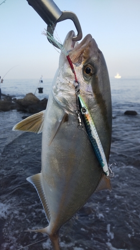 ショゴの釣果