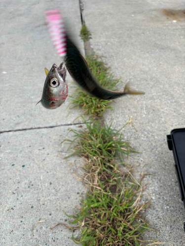 サバの釣果