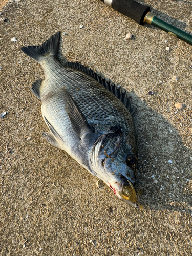 チヌの釣果