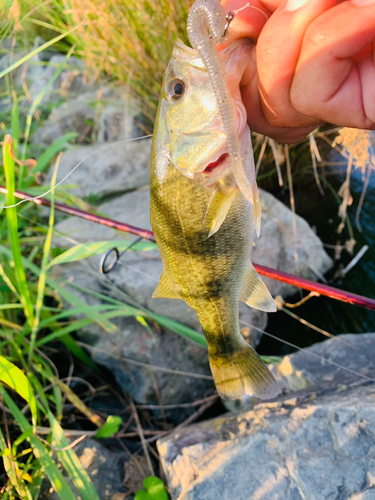 ラージマウスバスの釣果