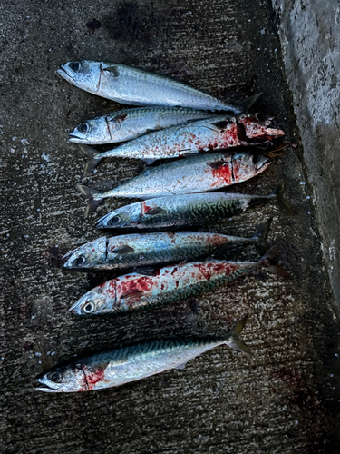 サバの釣果