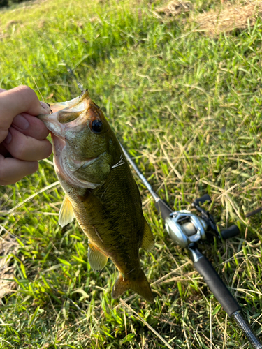 ラージマウスバスの釣果