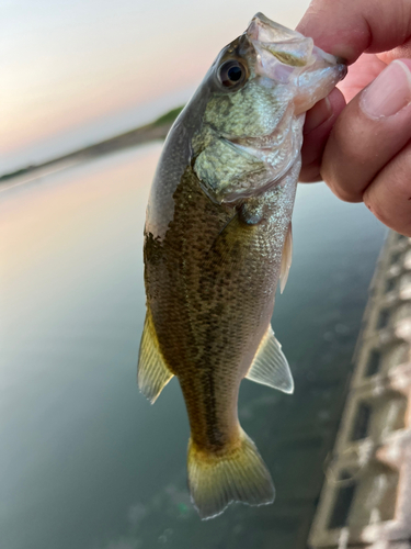 ラージマウスバスの釣果