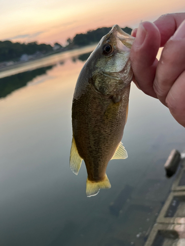 ラージマウスバスの釣果