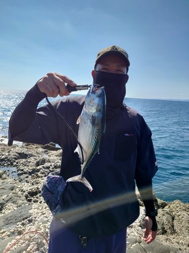 ソウダガツオの釣果