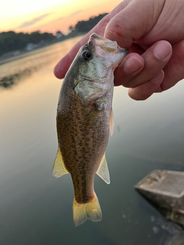 ラージマウスバスの釣果