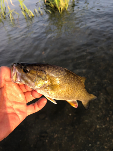 スモールマウスバスの釣果