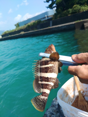 ハタの釣果