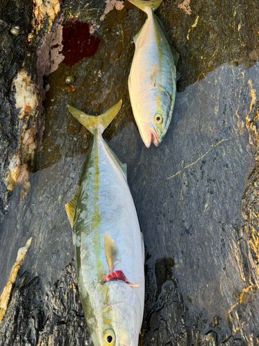 ヤズの釣果