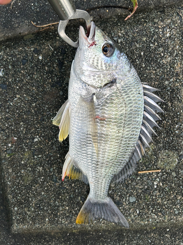 キビレの釣果