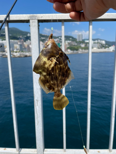 カワハギの釣果