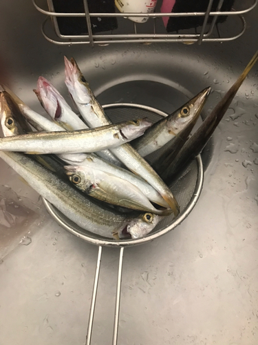 カマスの釣果